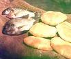 feeding-5000