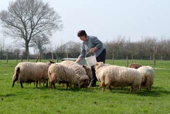 feeding-sheep