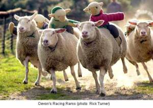 sheep_racing sheep_racing